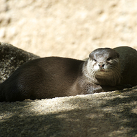 Buy canvas prints of Peaceful Otter by Graham Palmer