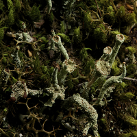 Buy canvas prints of Lichen Super Close Up by Graham Palmer