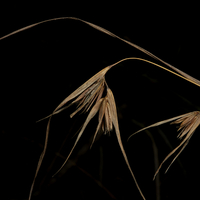 Buy canvas prints of More Grass Seeds by Graham Palmer