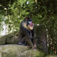 Buy canvas prints of Smiling Mandrill by Graham Palmer