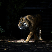 Buy canvas prints of Tiger In The Sun by Graham Palmer