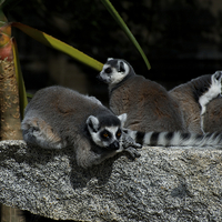 Buy canvas prints of Lemur Ladies At Leisure by Graham Palmer