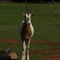 Buy canvas prints of Scimitar Horned Oryx Calf by Graham Palmer