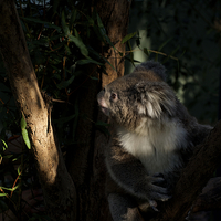 Buy canvas prints of Koala In The Sun by Graham Palmer