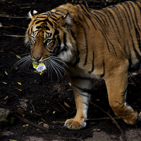 Buy canvas prints of Litter Collecting Tiger by Graham Palmer