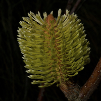 Buy canvas prints of New Banksia Flower by Graham Palmer