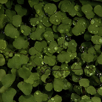 Buy canvas prints of Raindrops On Maidenhair by Graham Palmer
