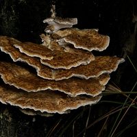 Buy canvas prints of Bracket Fungus - Coltricia by Graham Palmer