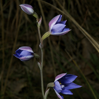 Buy canvas prints of  Sun Orchid Posy by Graham Palmer