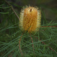 Buy canvas prints of  Hairpin Banksia by Graham Palmer