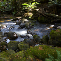 Buy canvas prints of  Taggerty Cascades #1 by Graham Palmer