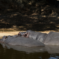 Buy canvas prints of  Hippo Togetherness by Graham Palmer