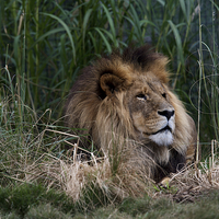 Buy canvas prints of Lion In The Grass by Graham Palmer