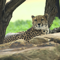 Buy canvas prints of Cheetah On The Rocks by Graham Palmer