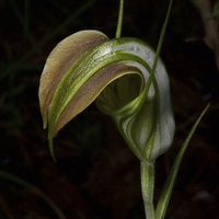 Buy canvas prints of Early Cobra Orchid by Graham Palmer