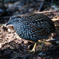 Buy canvas prints of Button Quail by Graham Palmer
