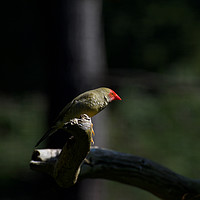 Buy canvas prints of Spotlit Starfinch by Graham Palmer