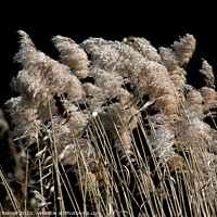 Buy canvas prints of Grass In The Wind by Graham Palmer
