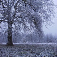Buy canvas prints of Winter Parkland by Alan Winter