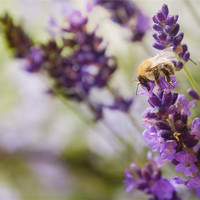 Buy canvas prints of Bee on the Lavender by Maisie Sinclair