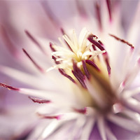 Buy canvas prints of Macro Clematis by Maisie Sinclair