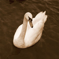 Buy canvas prints of Windermere Swan by Chele Willow