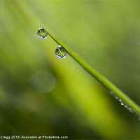 Buy canvas prints of Dew Drops by Joanna Clegg