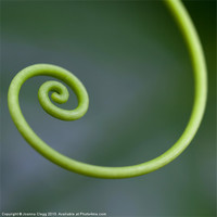 Buy canvas prints of Green Curl by Joanna Clegg