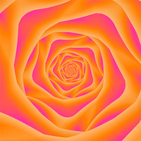 Buy canvas prints of Orange and Pink Rose Spiral by Colin Forrest