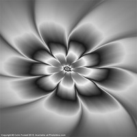 Buy canvas prints of Silver Daisy by Colin Forrest