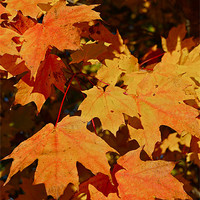 Buy canvas prints of Maple Leaf Forever by David Davies
