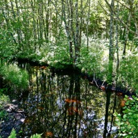 Buy canvas prints of Reflections in the Stream by David Davies