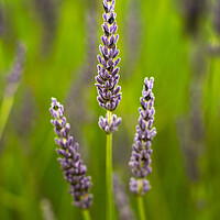 Buy canvas prints of Lavender Flowers by Dave Hudspeth Landscape Photography
