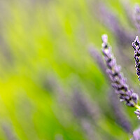Buy canvas prints of Lavender Flowers by Dave Hudspeth Landscape Photography