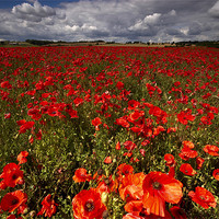 Buy canvas prints of Poppies by Dave Hudspeth Landscape Photography