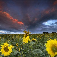Buy canvas prints of Sunflowers by Dave Hudspeth Landscape Photography