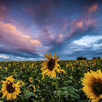 Buy canvas prints of Sunflowers by Dave Hudspeth Landscape Photography