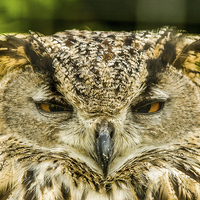 Buy canvas prints of The Owl by Dave Hudspeth Landscape Photography