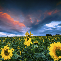 Buy canvas prints of  Sunflowers by Dave Hudspeth Landscape Photography