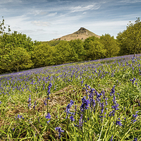 Buy canvas prints of Roseberry Topping Bluebells by Dave Hudspeth Landscape Photography