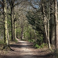 Buy canvas prints of Pathway in the woods by Jon Fixter