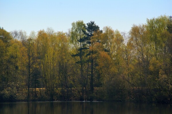 Woodland Across the Lake  Picture Board by Jon Fixter