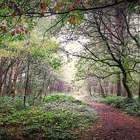 Buy canvas prints of Autumn Forest 6 by Jon Fixter