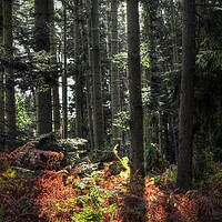 Buy canvas prints of Autumnal Light in woodland  by Jon Fixter