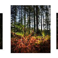 Buy canvas prints of Autumnal Woodland triptych  by Jon Fixter