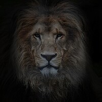 Buy canvas prints of Look of the Lion  by Jon Fixter