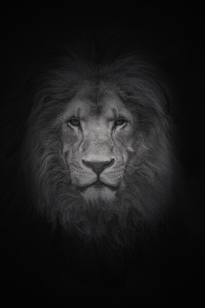 Portrait of a Lion  Picture Board by Jon Fixter