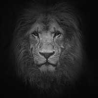 Buy canvas prints of Portrait of a Lion  by Jon Fixter