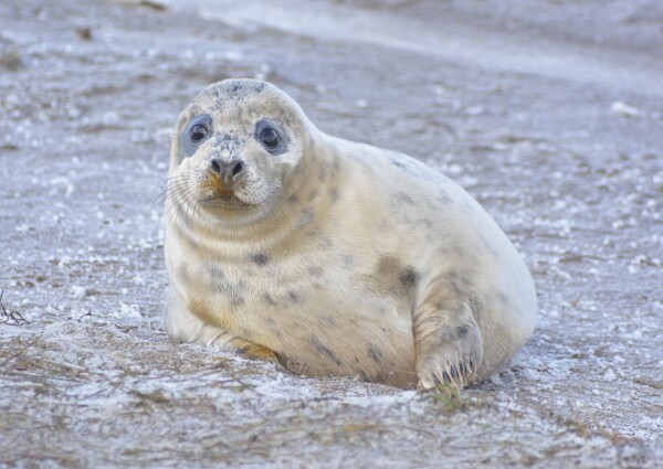 Young Seal Pup  Picture Board by Jon Fixter