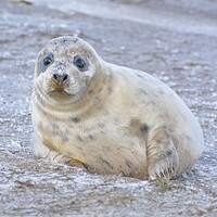 Buy canvas prints of Young Seal Pup  by Jon Fixter